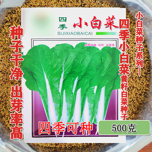 四季小白菜种子黄籽奶油小白菜芽苗菜小白菜籽小青菜阳台盆栽蔬菜