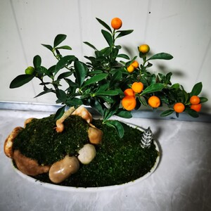金豆盆景绿植桌面阳台客厅观果植物好养盆景绿植室内新款净化空气