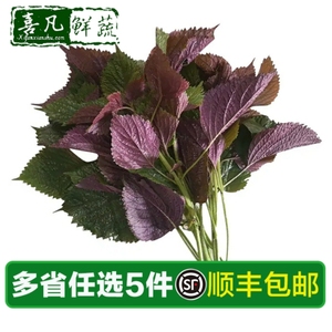 【喜凡鲜蔬】新鲜紫色紫苏叶250g 紫大叶 紫苏子 西餐调味装饰
