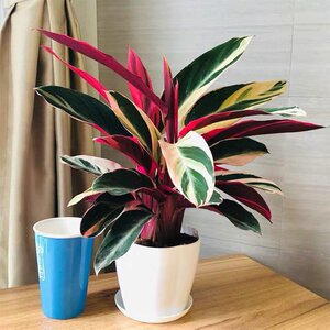 绿植观叶花卉七彩凤凰竹芋孔雀皇后盆栽花水培客厅室内外易活好养