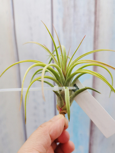 空气凤梨植物无土室内栽培concolor x ionantha 空可乐精灵 侧芽