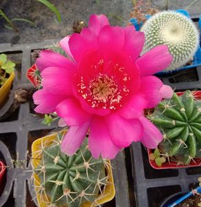 仙人球 剑芒丸 花色随机 实生6厘米开花球 开花球 开花植物