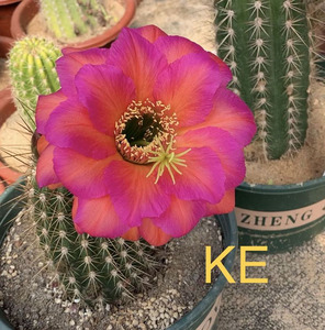 仙人球 毛花柱ke7厘米无根侧芽 开花植物开大花 仙人球开花