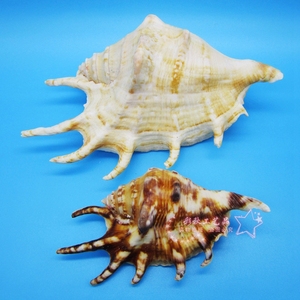 天然海螺贝壳七角螺鱼缸装饰品水族造景家居地台布置拍摄道具摆件