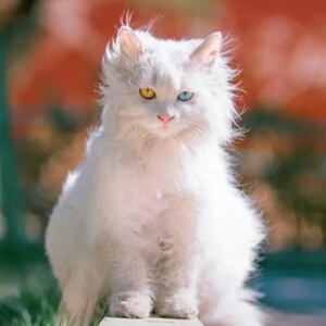 异瞳狮子猫山东临清狮猫鸳鸯眼双蓝眼长毛本土宠物猫