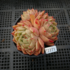 【精选一物一拍】血斑青椒东云间谍,9cm盆,带土含盆,好养多肉