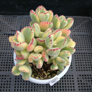 白熊多肉植物一物一拍
