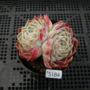 【精选一物一拍】蓝莓派(海琳娜杂交),8cm盆,带土含盆,多肉