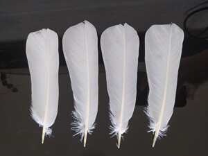 鸽子毛白色老鸽毛南派花毽专用毛白色鸽子毛老鸽子尾巴毛白鸽子毛