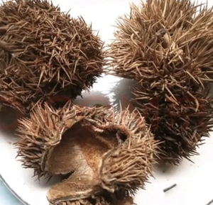 中药材带刺板栗球栗刺壳风栗壳板粟刺粟子刺壳风粟栗子刺球淋巴结