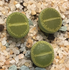 花木e家绿光阳c48a岛田生石花实生屁屁花优选盆栽趣味萌物