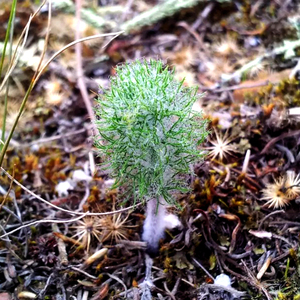 花木e家 雾冰玉 天门冬科雾冰玉属多年隐牙植物 趣味萌物多肉植物