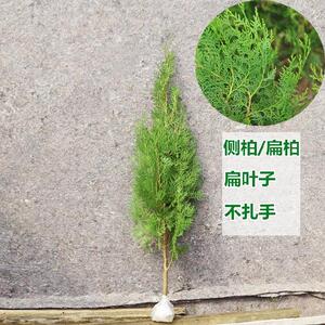 北方荒山阳台柏芝树.小苗柏树苗墓地松柏四季青侧柏无针叶圆叶