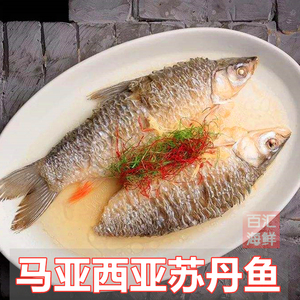 【马来西亚苏丹鱼】600g/条 忘不了鱼盐鲜腌制清蒸铁板烧烤香煎