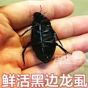 【鲜活黑边龙虱】一斤约180只水蟑螂活体水鳖虫射尿龟尿床水龟子