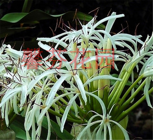包邮室内盆栽白花文殊兰红花文珠兰四季常绿白花石蒜庭院园林绿化