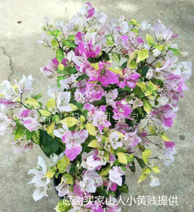 斑叶红心樱花 三角梅 斑红樱 扦插苗 (有苗情图)满额包邮