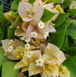 塔黄 三角梅 扦插苗 矮小品种 适合阳台 地栽 勤花