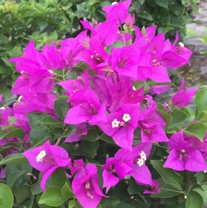 小叶紫 三角梅 扦插苗 满额包邮 四季开花攀援花卉