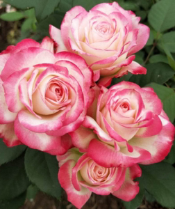 樱桃派对 月季 摩纳哥公爵 扦插苗丰花品种 盆栽阳台