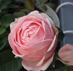 娇媚昂热城堡 清香小包子月季玫瑰四季开花卉