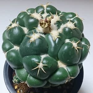 000人付款淘宝无刺象牙丸仙人球侧芽自根仙人掌稀有品种变异室内盆栽