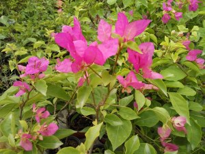 绿艺园艺 洋红公主三角梅 勒杜鹃 带盆发货