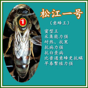 松江丹一号1号蜜蜂意蜂王优质高产种王处女王正松品丹新生产王