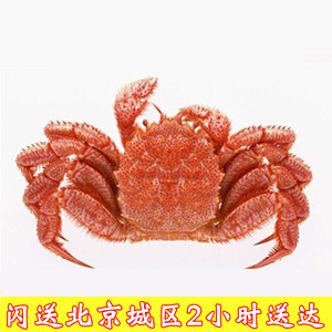 8两/只北京闪送俄罗斯进口超大红毛蟹鲜活螃蟹日料刺身食材海蟹