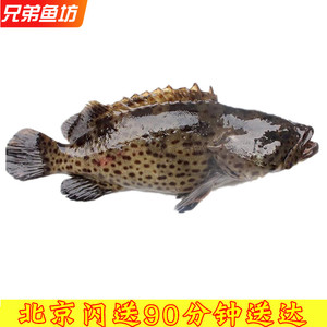 【鲜青斑鱼条】鲜青斑鱼条品牌,价格 - 阿里巴巴