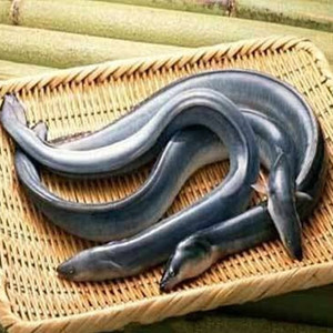 海鳝鱼鲜活