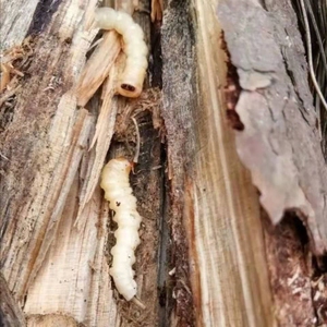 活体野生柴虫松木虫小头柴虫大中小号鸟食画眉提性壮膘虫天牛幼虫