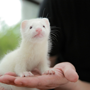 【定】安哥鲁宠物雪貂幼崽活体幼体包活宿舍小型好养动物活物貂