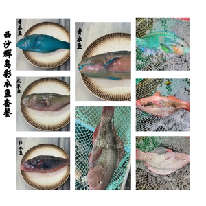 tb371176781213淘宝桂华鲮鱼苗新品沉香鱼苗青衣鱼清洁