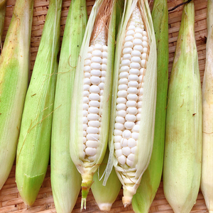 现货新鲜带壳 云南特产纯白小糯苞谷老品种非转基因 糯玉米 20根