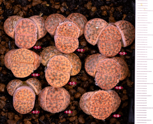 熊童多肉 4年微纹玉c266 番杏生石花屁股花 一物一拍