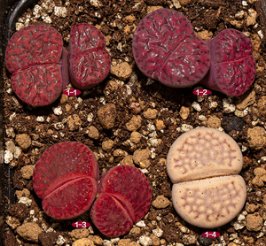 特价 紫柘榴玉 番杏生石花屁股花 一物一拍