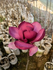 紫木兰一年三季开花新品种玉兰花玉兰苗树苗阳台庭院盆栽植物绿化