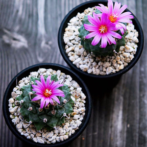 00a8787733淘宝吉仙森 赤花娇丽仙人球实生菊水娇丽稀有仙人球多肉