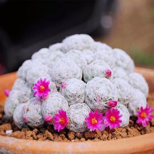 姬春星仙人球实生