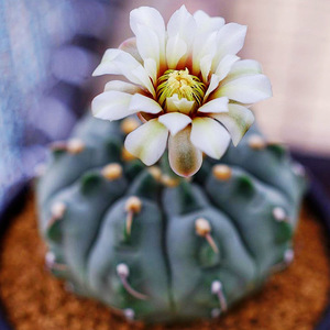 实生一本刺三刺玉稀有裸萼球属仙人球多肉植物开花易养桌面小盆栽