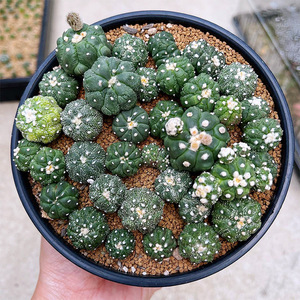 上集花园精品稀有实生龟甲兜仙人球悟空兜复隆兜室内多肉植物盆栽