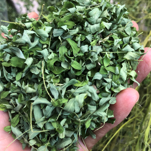 农家自晒 相思藤 中草药茶 相思叶藤 红眼鸡藤鸡眼籽藤纯叶子包邮