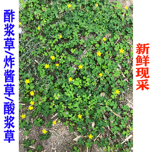 新鲜现采 黄花酢浆草 酸浆草 斑鸠酸 三叶酸盐酸鸡保鲜发500g包邮