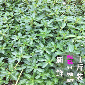 新鲜现采 过塘蛇 过江龙 过沟龙  黄花水龙 鱼鳔草 水盖菜 假蕹菜