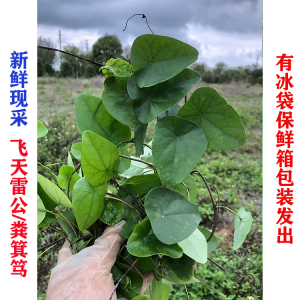 现采新鲜 粪箕笃 畚箕草 田鸡草 飞天雷公 中草药保鲜发 500g包邮