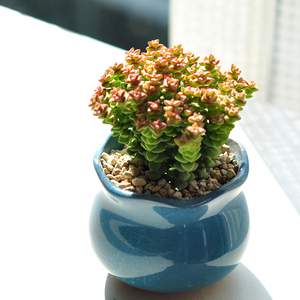 钱串 小米星 群生老桩多肉植物 多肉盆栽植物阳台室内外