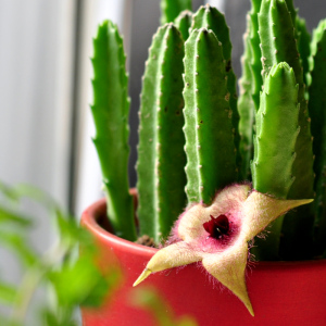 gt植物 多肉植物【龙王阁】软萌独特 多肉盆栽满48包邮