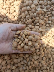 内蒙野生山杏核带壳杏子杏核种子中药材500克包邮