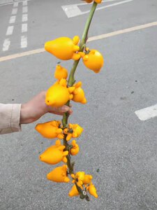 发财果(鲜果)五代果 五代同堂黄金果 招财果 可做干花 无须养水